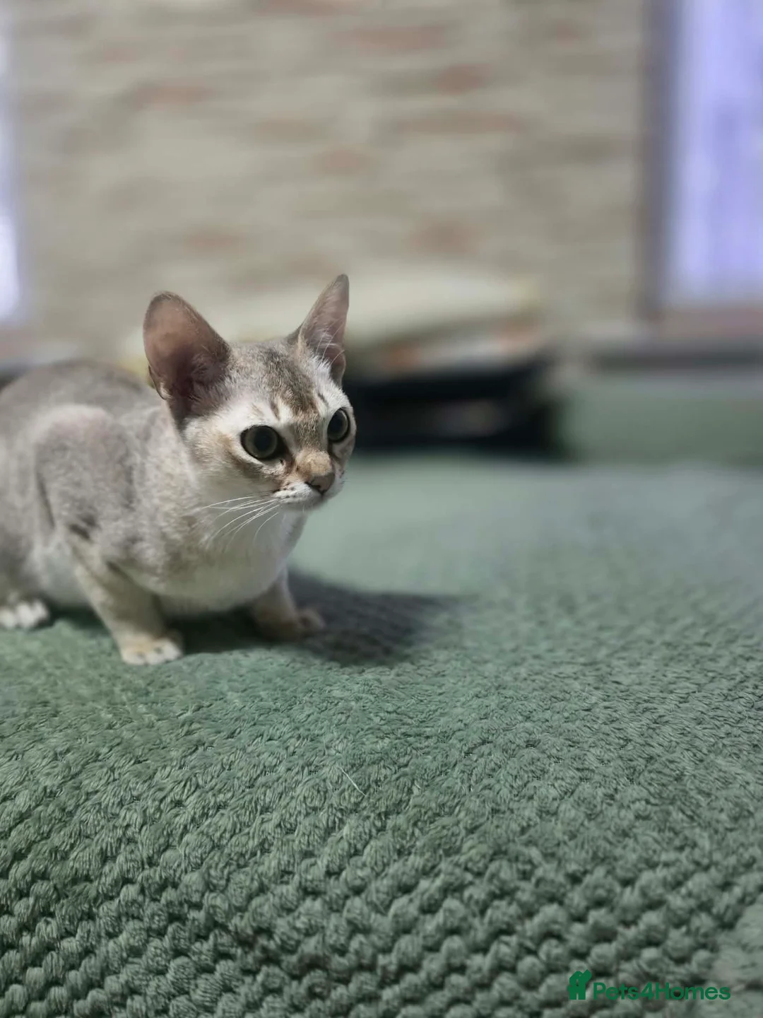 Singapura cats for sale: Stunning Singapura kittens  - Advert 32