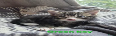Green boy 