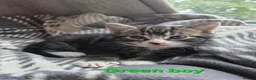 Mixed Breed cats for sale: Beautiful kittens looking for their forever homes  - Advert 28