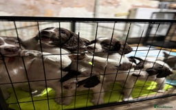 English Springer Spaniel dogs for sale: Springer Spaniel Puppy’s  - Image 1