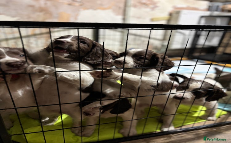 English Springer Spaniel dogs - Advert 3