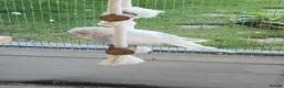 Budgerigars birds for sale: 9 x budgies to go together - Advert 3