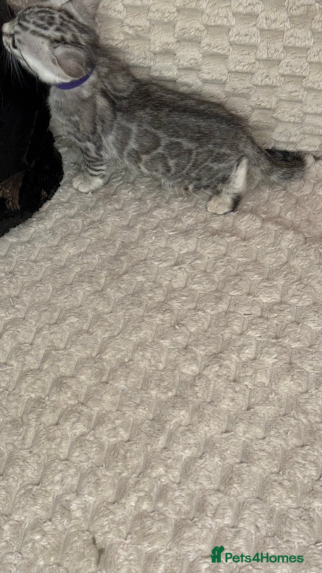 Bengal cats for sale: Pure Bengal kittens for sale  - Advert 20