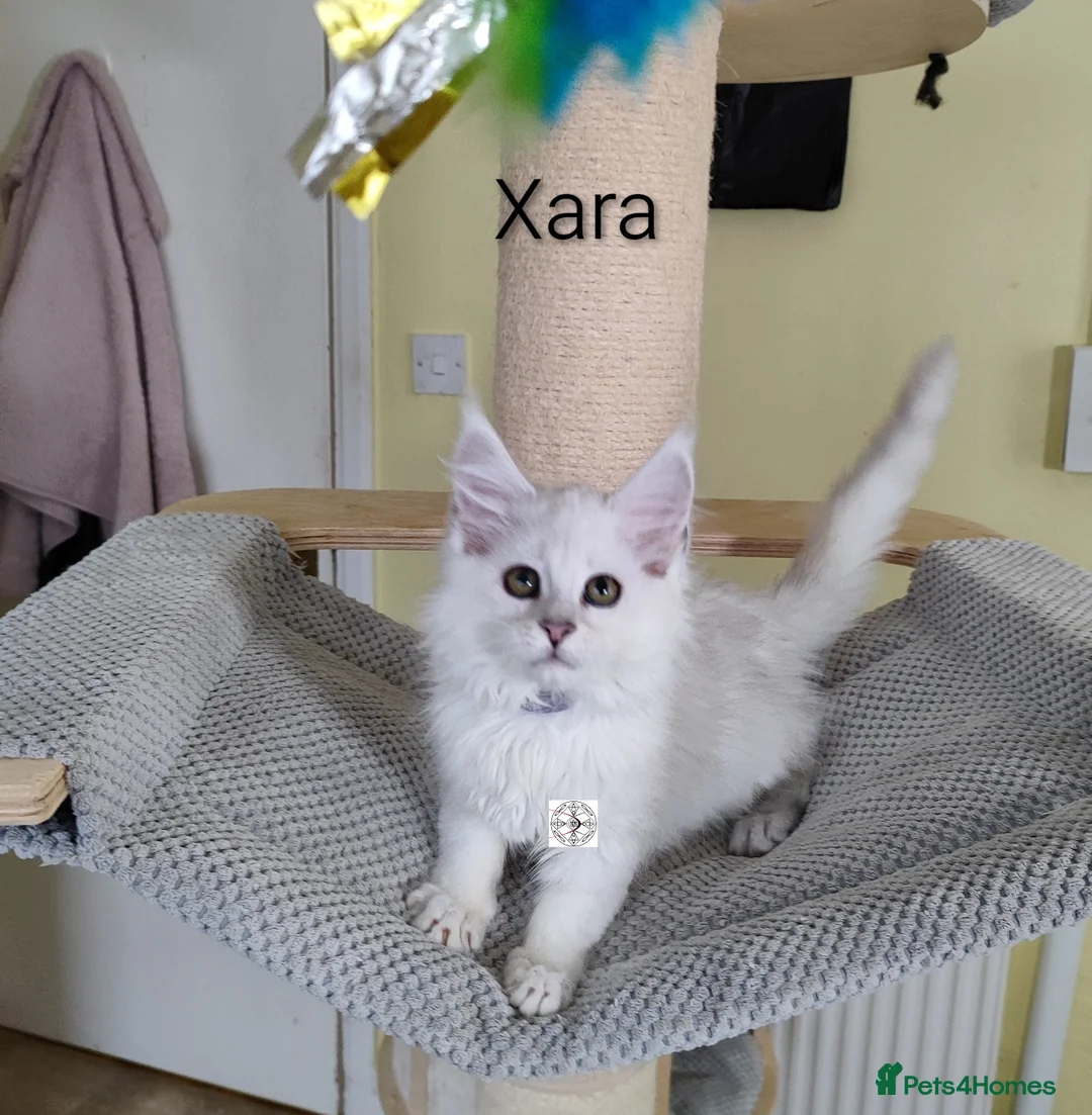 Maine Coon cats for sale: Unique maine coon kittens ❤️ ONLY PET ‼️ - Advert 2