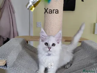 Maine Coon cats LAST gorgeous girl left ❤️ ONLY PET ‼️ - Advert 1