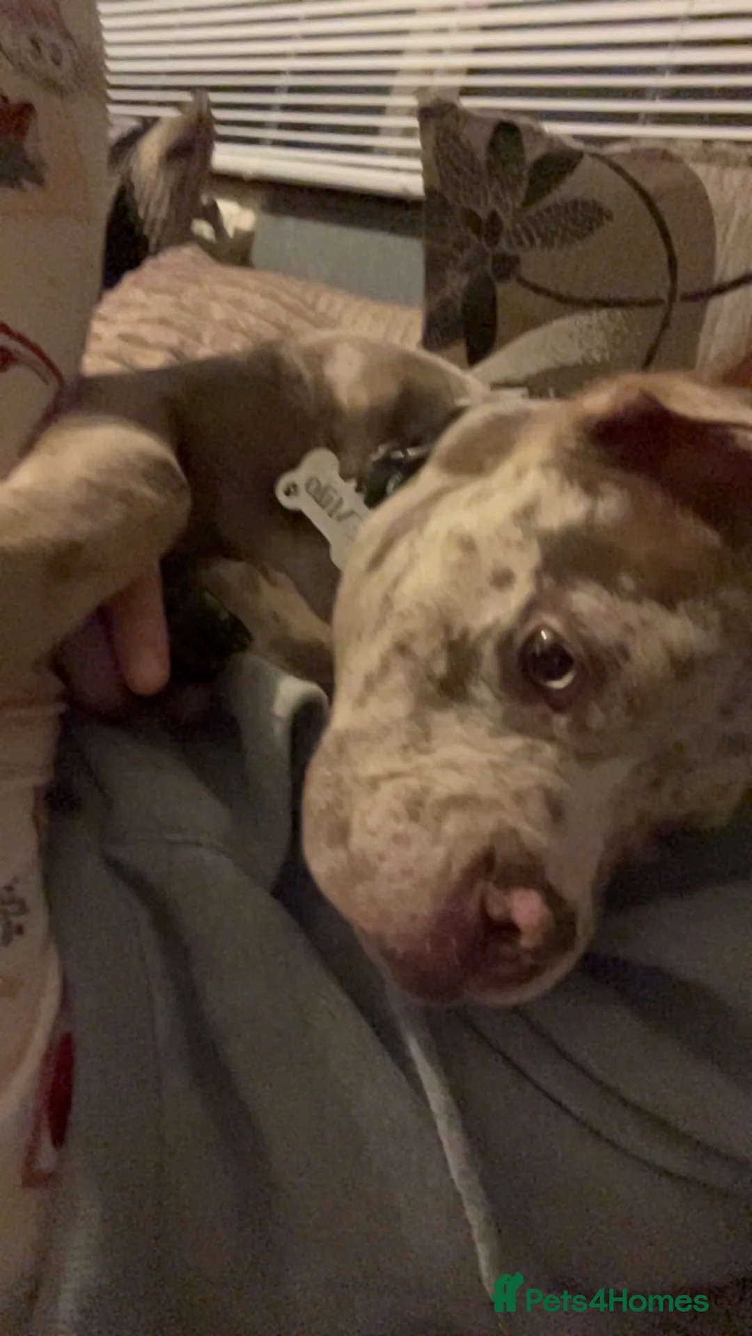 American Bully dogs for sale: Pocket X standard bully  in Bristol - Advert 6