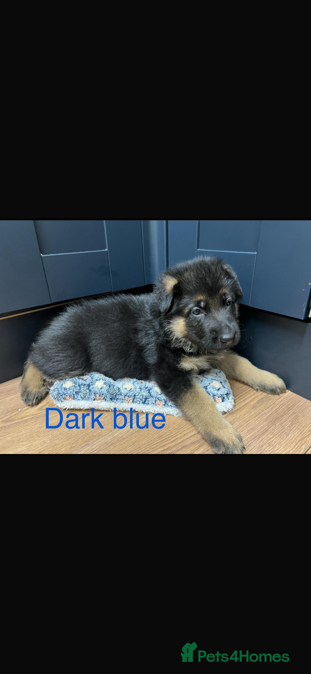 German Shepherd dogs for sale: German shepherd puppies  - Advert 2