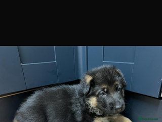 German Shepherd dogs KC ✨German shepherd puppies ready to go now - Advert 5