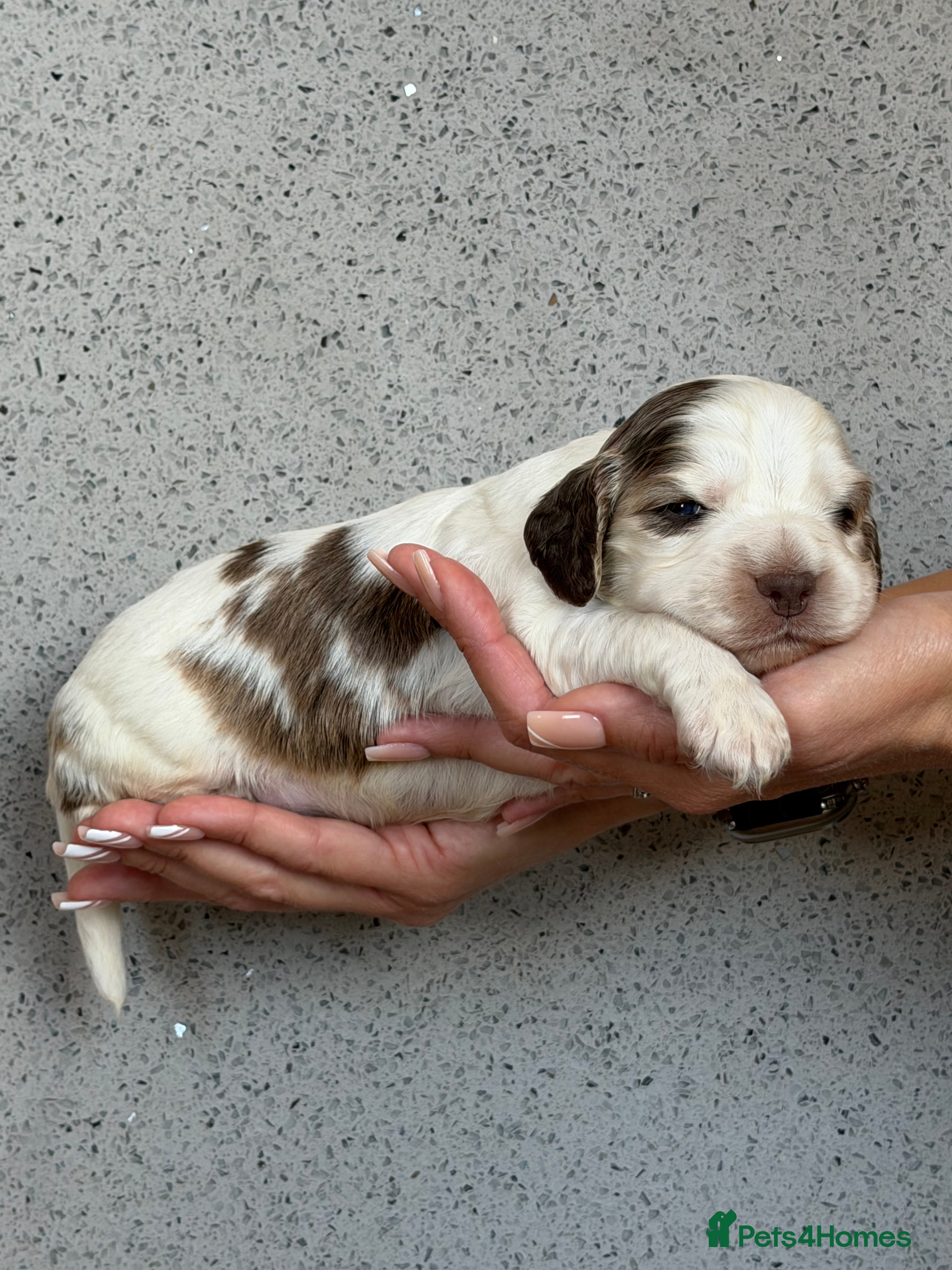 Cocker Spaniel dogs 🐾 SHOW COCKER SPANIEL PUPPIES FORSALE 🐾  - Advert 2