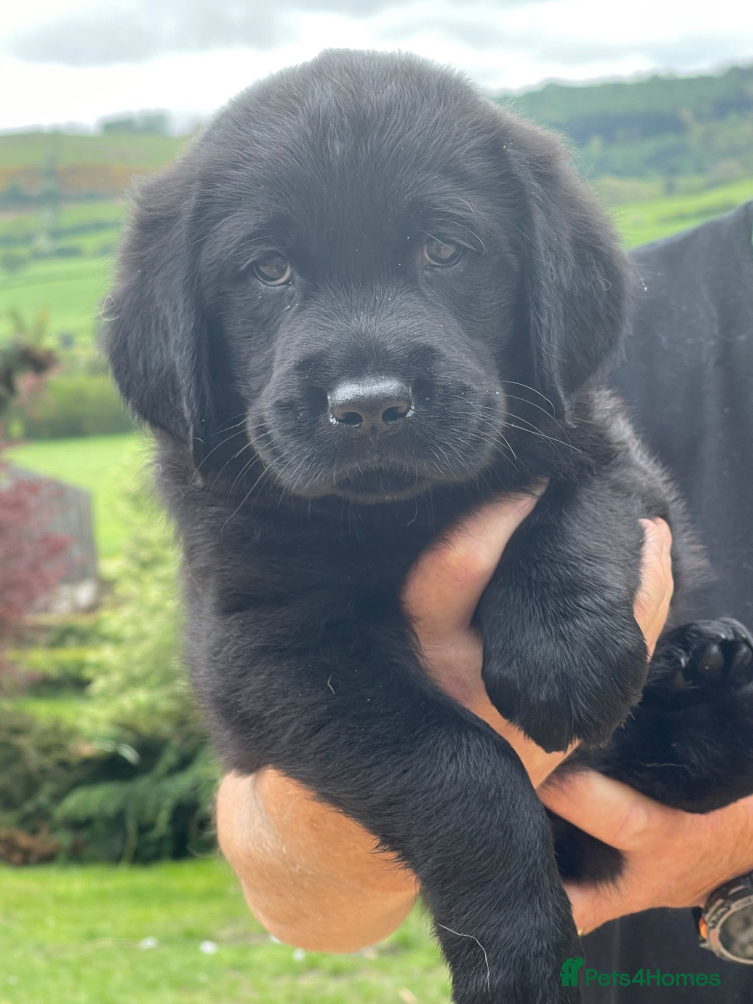 Goldador dogs Quality goldador boy available ❤️ - Advert 5