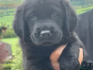 Goldador dogs Quality goldador boy available ❤️ - Advert 6