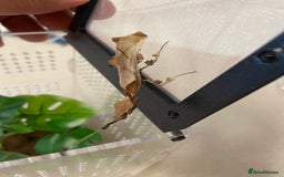 Praying Mantis invertebrates for sale: Ghost mantis  - Image 7