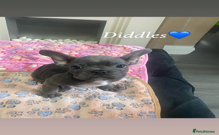 French Bulldog dogs - Advert 16