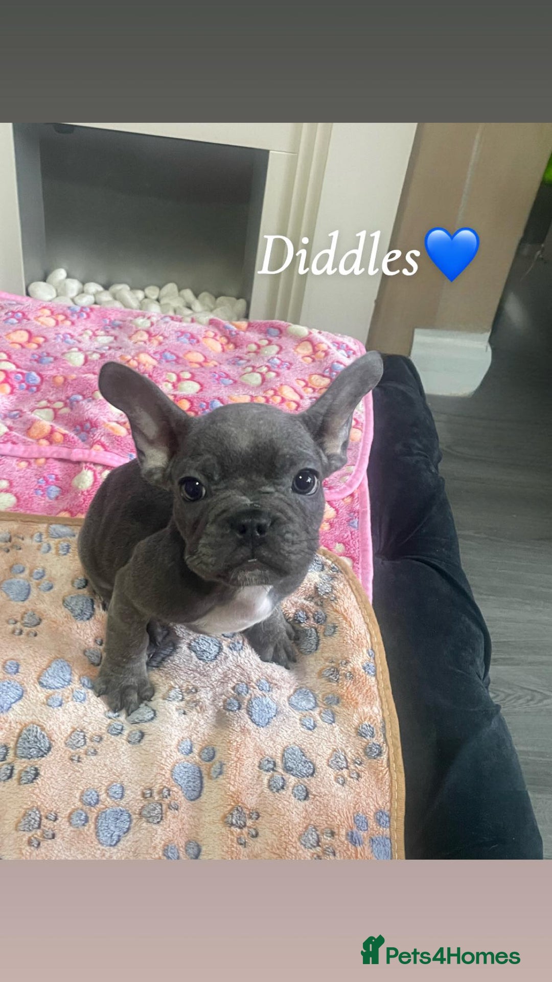 French Bulldog dogs for sale: French bulldog - Image 1