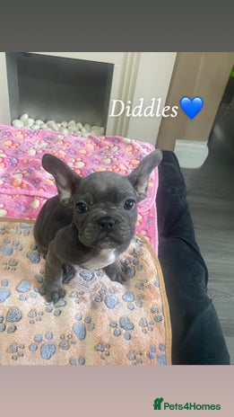 French Bulldog dogs - Advert 16