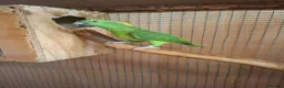 Parrots birds for sale: Proven pair yellow naped amazons  in Carrickfergus - Advert 1