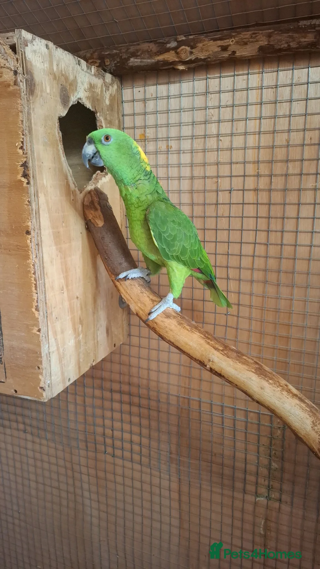 Parrots birds for sale: Proven pair yellow naped amazons  in Carrickfergus - Advert 1