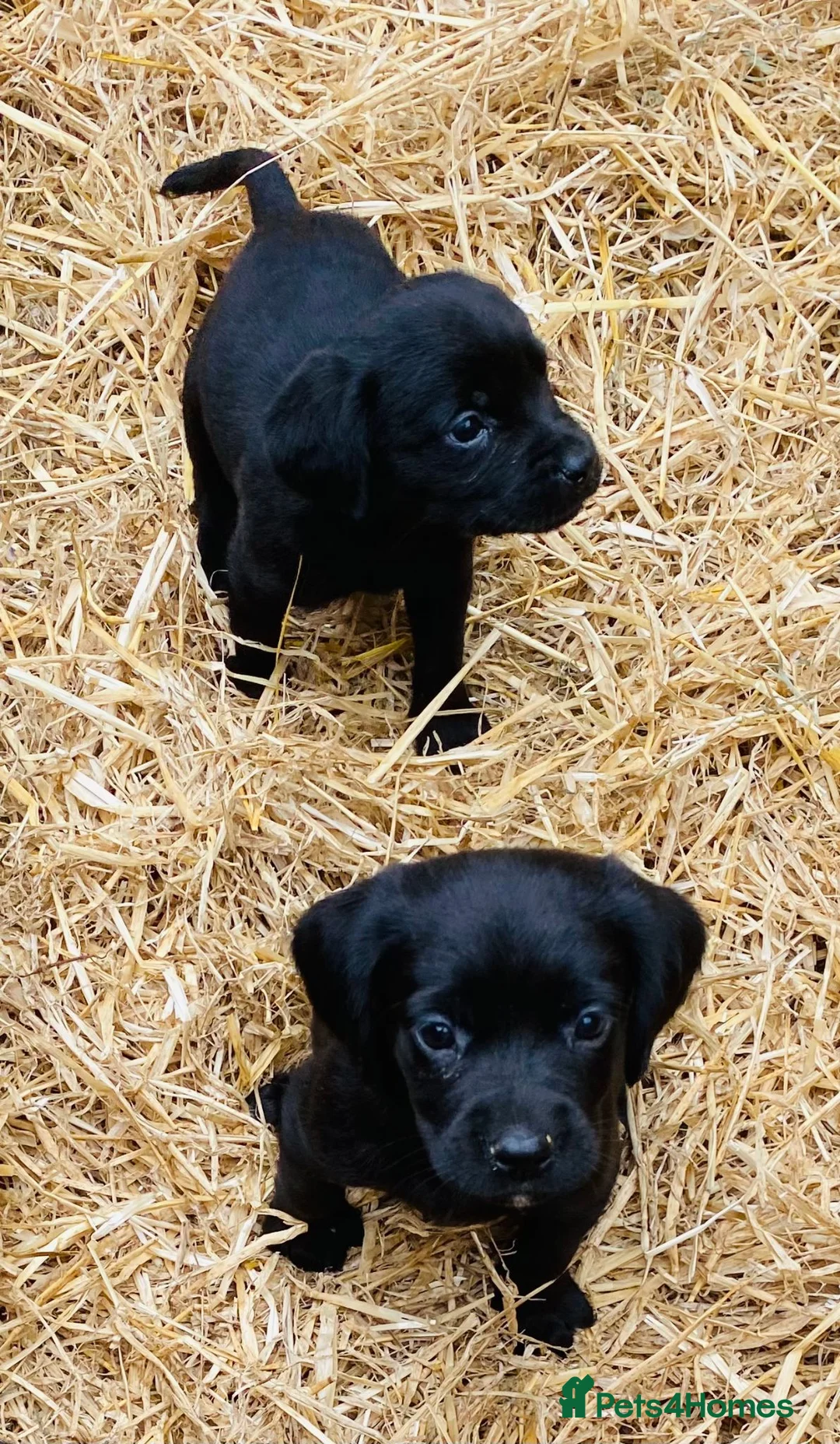 Cockerdor dogs for sale: Cockerdor / Cockador Puppies - Advert 2