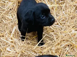 Cockerdor dogs Cockerdor/Cockador Cocker Spaniel/LabradorPuppies - Advert 5