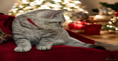 British Shorthair cats CHAMP Sire GCCF Pedigree BSH 2 Males 💙 Spotted  - Advert 1