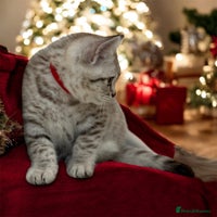 British Shorthair cats CHAMP Sire GCCF Pedigree BSH 2 Males 💙 Spotted - Advert 1