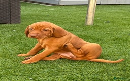 Hungarian Vizsla dogs for sale: KC regarding Hungarian Vizsla puppies - Image 30