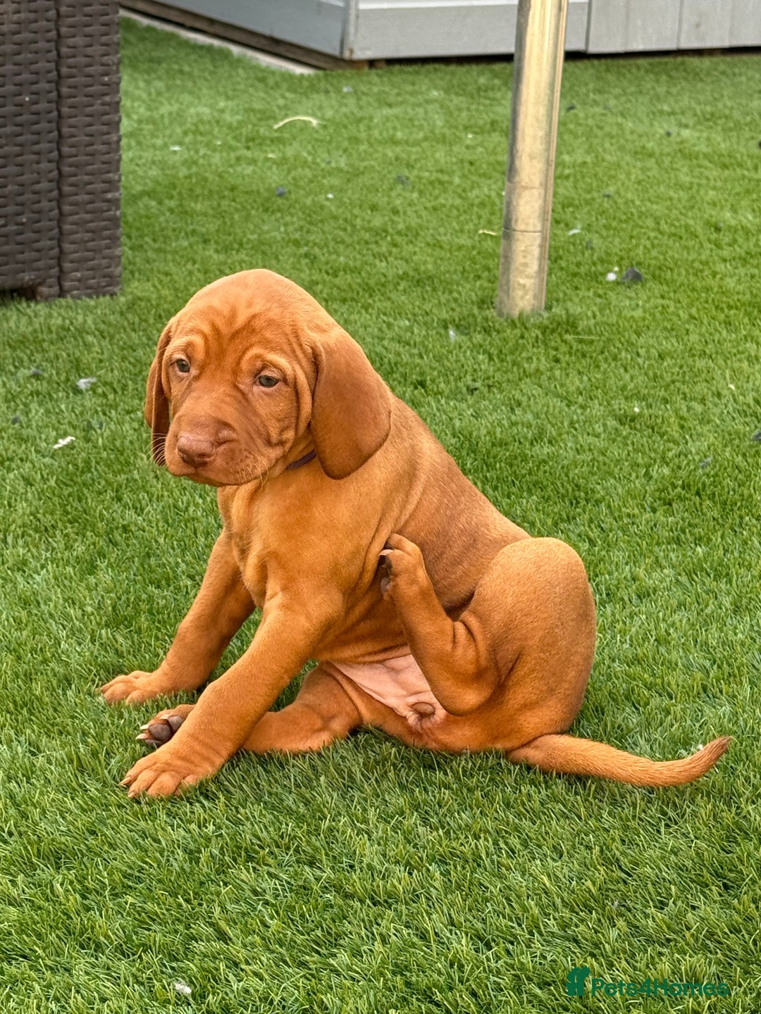 Hungarian Vizsla dogs for sale: KC regarding Hungarian Vizsla puppies - Image 30