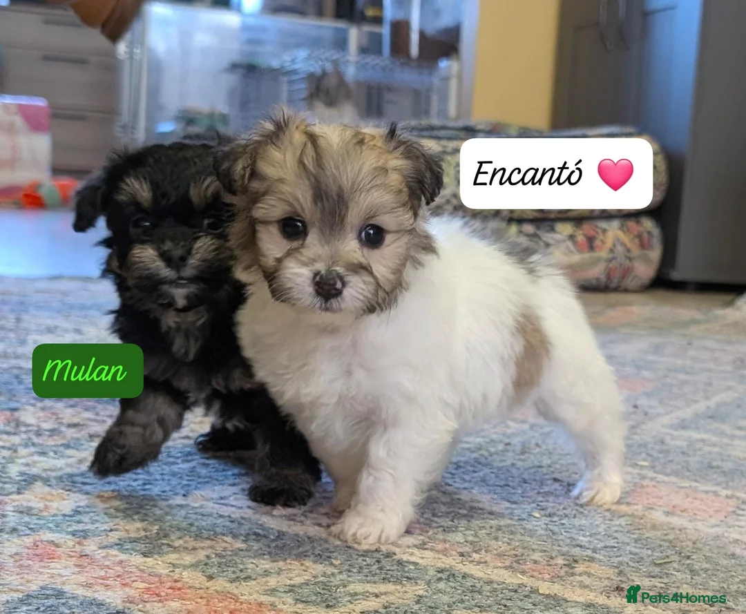 Chipoo dogs for sale: Chipoo Puppies - Advert 22