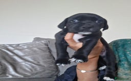 Mixed Breed dogs for sale: 2 boy 2 girls springer mixed with staff puppys - Image 2