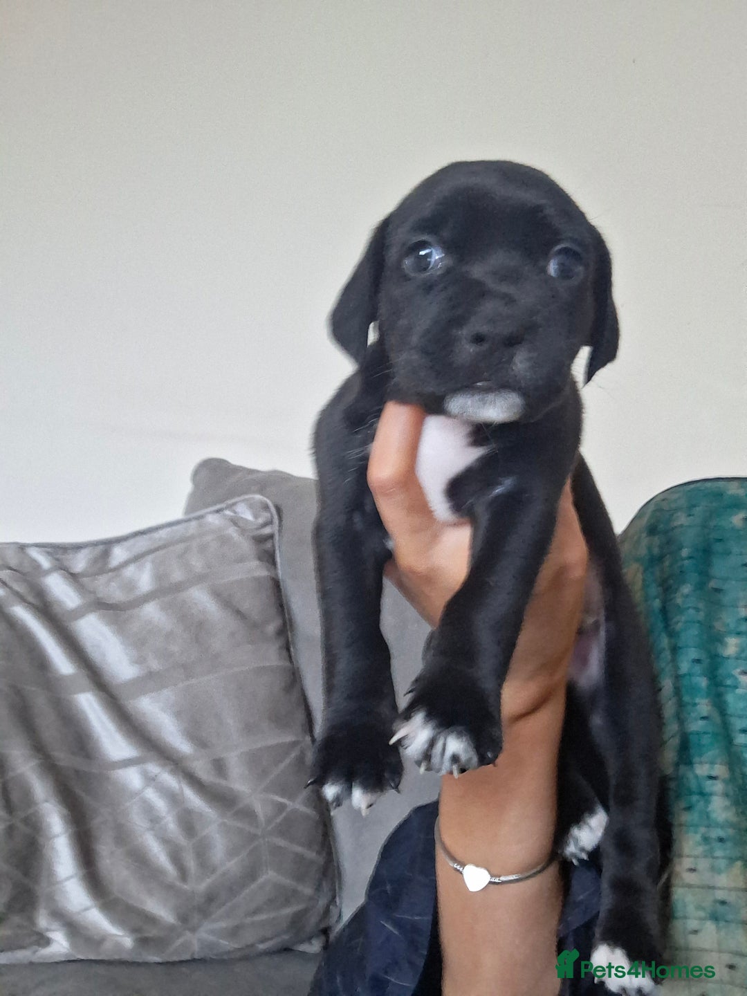 Mixed Breed dogs for sale: 2 boy 2 girls springer mixed with staff puppys - Image 2