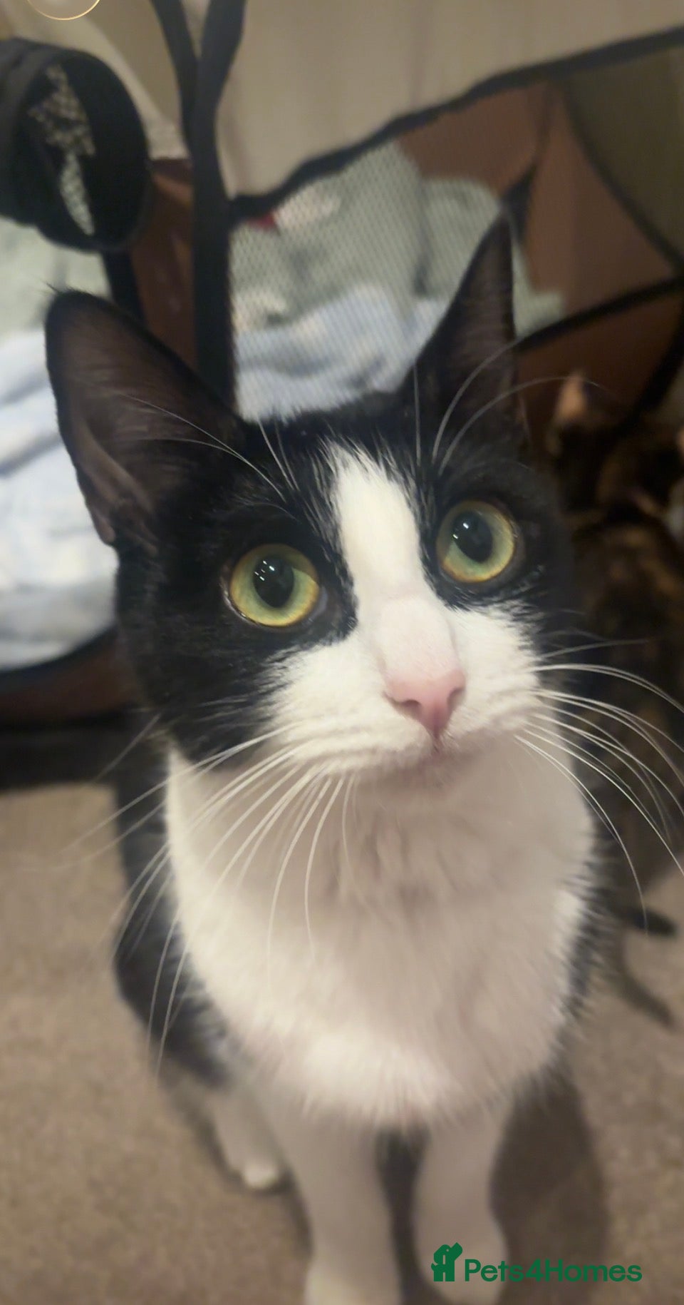 Mixed Breed cats Beautiful kittens!!  - Advert 1