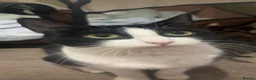 Mixed Breed cats for sale: Beautiful kittens!!  - Advert 1