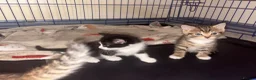 Mixed Breed cats for sale: gorgeous 1/4 ragdoll/tabby kittens for sale - Advert 5