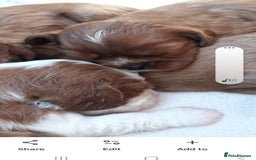 Cavalier King Charles Spaniel dogs for sale: Cavalier king charles spaniel  - Image 3