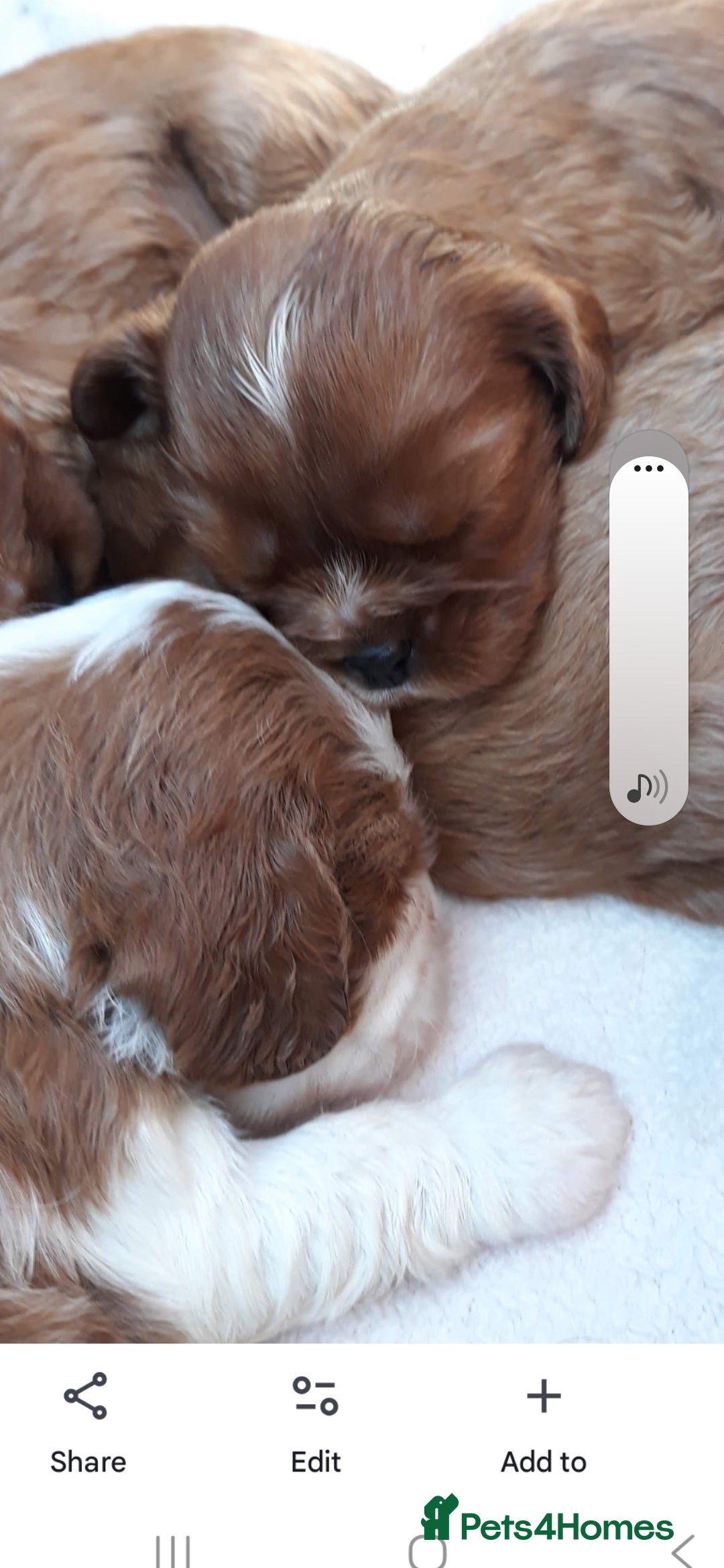 Cavalier King Charles Spaniel dogs for sale: Cavalier king charles spaniel  - Image 3