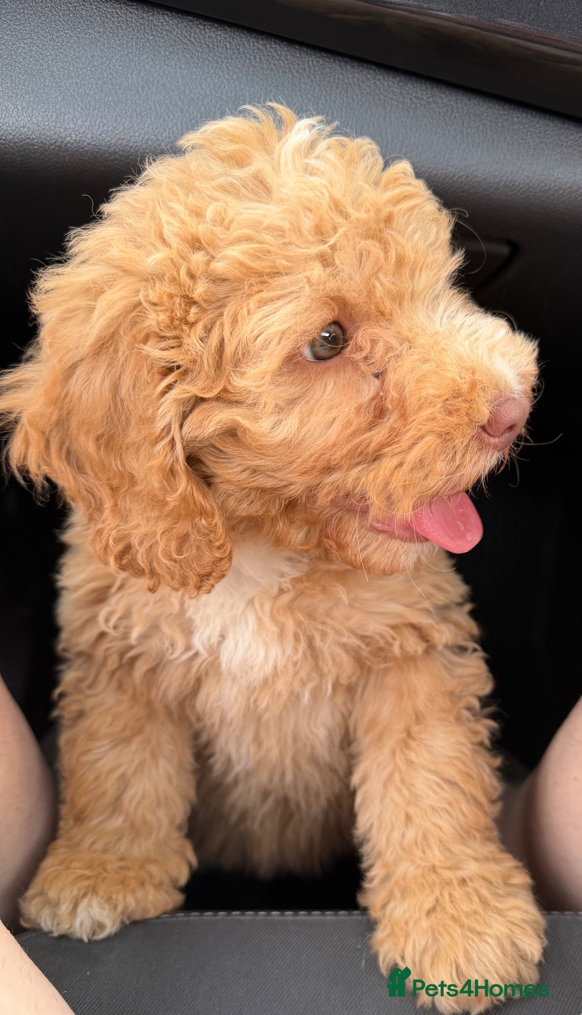 Cockapoo dogs URGENT | Beautiful Female Cockapoo Puppy  - Advert 17