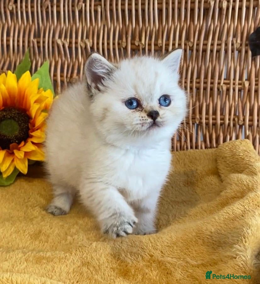 British Shorthair cats RARE SEAL LYNX PURE BRED BSH TEDDY BEARS - Advert 14