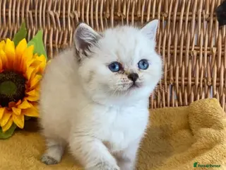 British Shorthair cats RARE SEAL LYNX PURE BRED BSH TEDDY BEARS - Advert 14