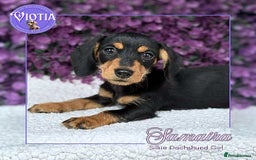 Dachshund dogs for sale: Miniture dachshund pups ready now  - Image 3