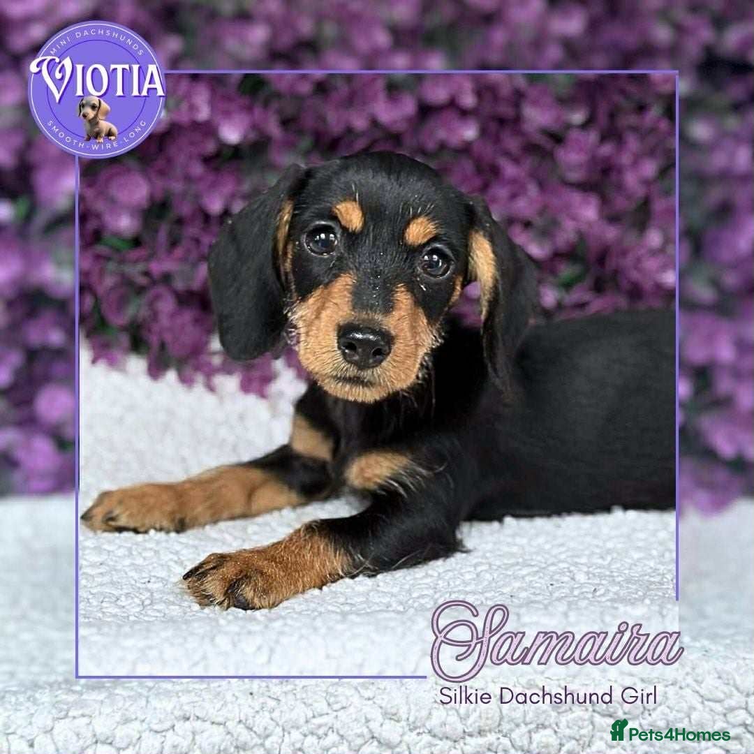 Dachshund dogs for sale: Miniture dachshund pups ready now  - Image 3