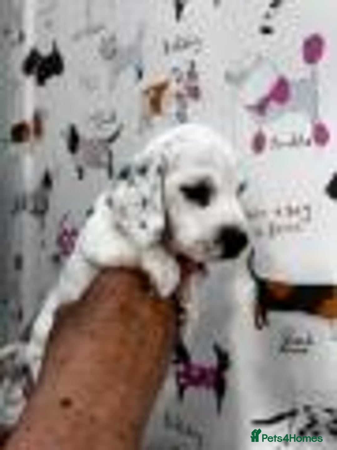 Miniature Dachshund dogs for sale: KC Miniature Smooth Dachshund  - Image 5