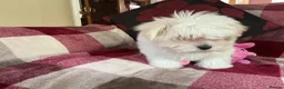 Maltese dogs for sale: Maltese puppy for sale  - Advert 3