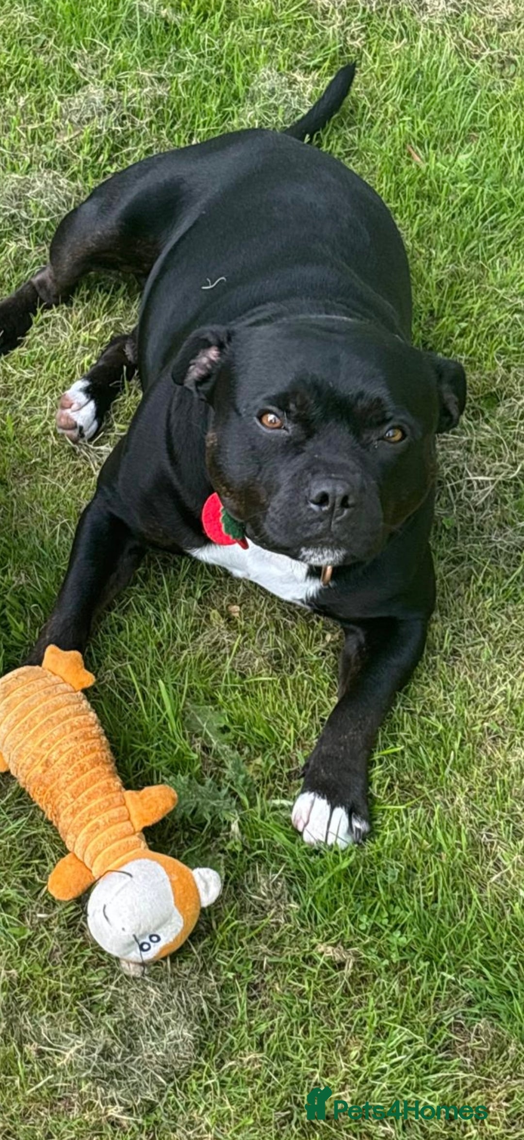 Staffordshire Bull Terrier dogs for sale: KC reg. Staffordshire bull terrier puppies - Advert 13