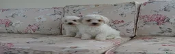 Bichon Frise dogs for sale: Beautiful Bichon Frise Puppies - Advert 2