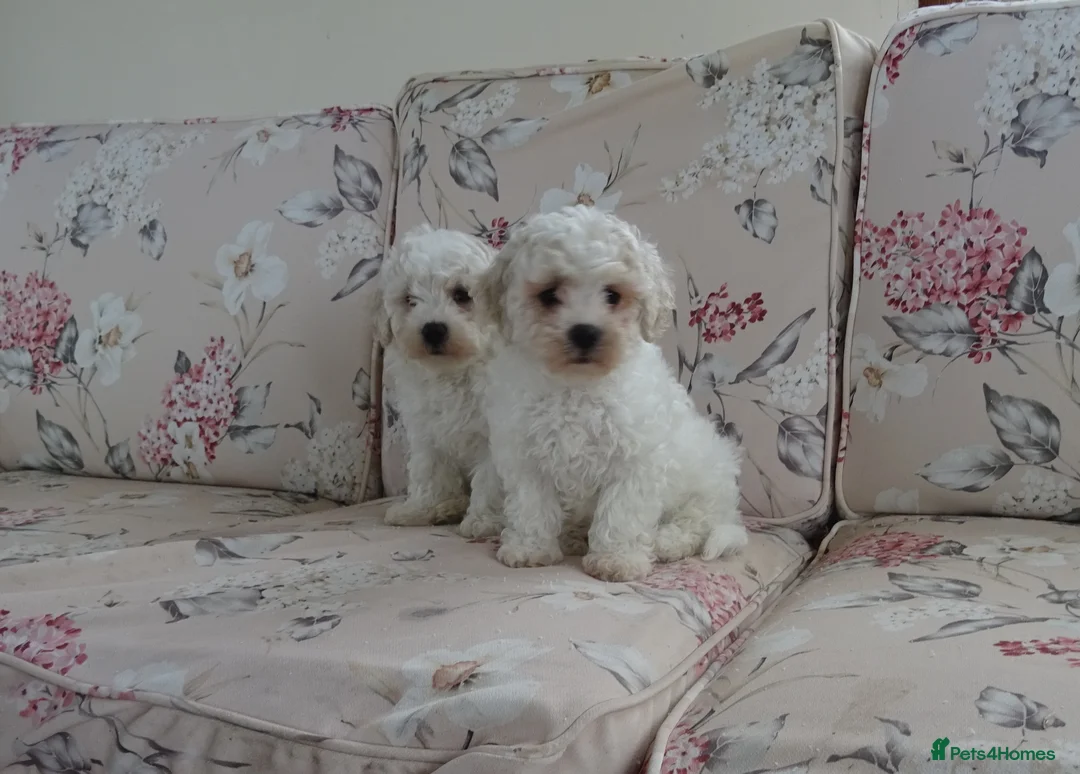 Bichon Frise dogs for sale: Beautiful Bichon Frise Puppies - Advert 2