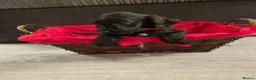 Doxiepoo dogs for sale: Ready now Miniature poodle x dacshund - Advert 3