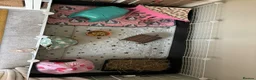 Guinea Pig rodents for sale: 2 male Teddy guinea pigs - Advert 16