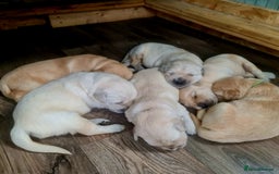 Golden Retriever dogs for sale: 💫💫💫 All puppies are reserved 💫💫💫 in Saint Helens - Image 28