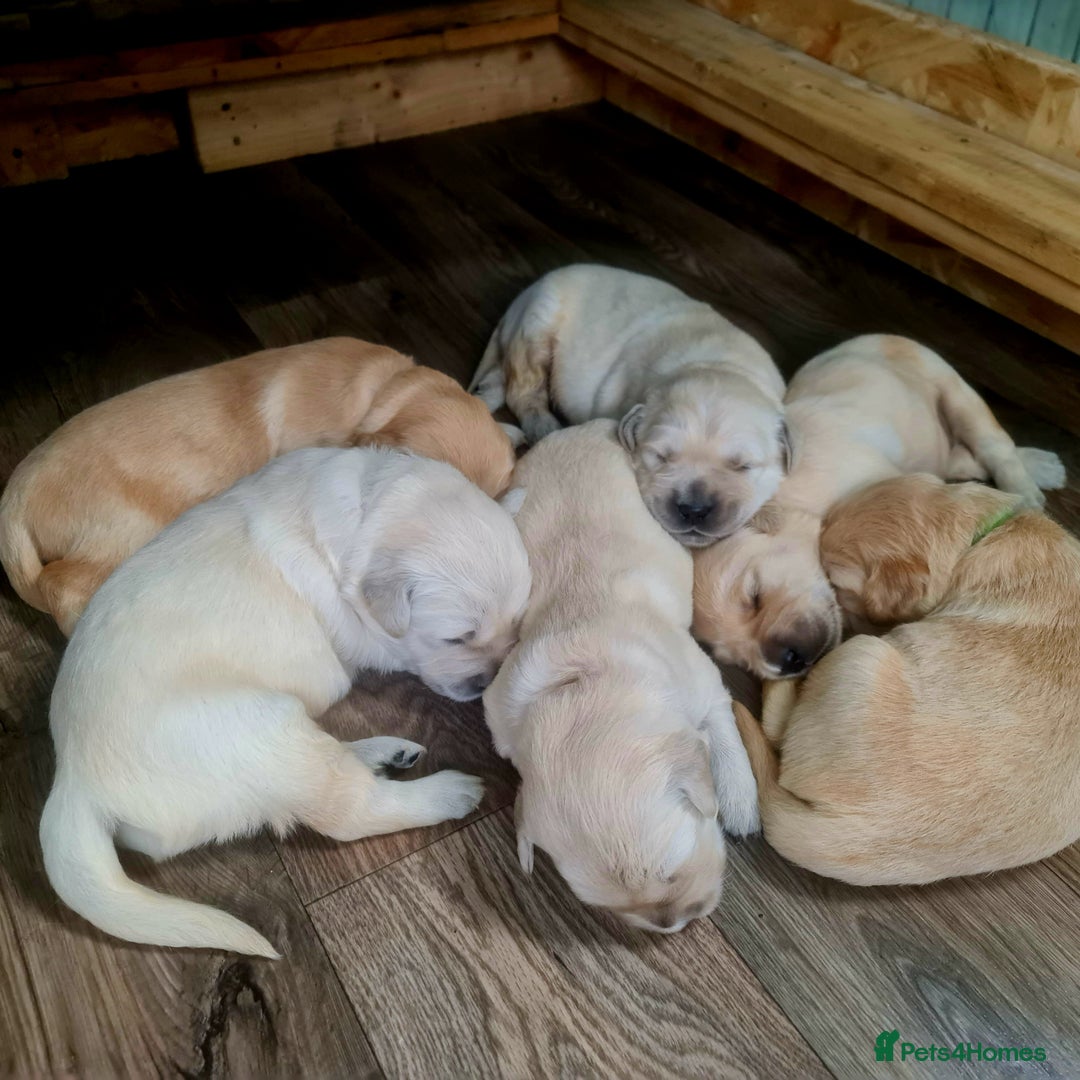 Golden Retriever dogs for sale: 💫💫💫 All puppies are reserved 💫💫💫 in Saint Helens - Image 28