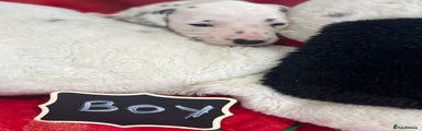Dalmatian Puppy 1